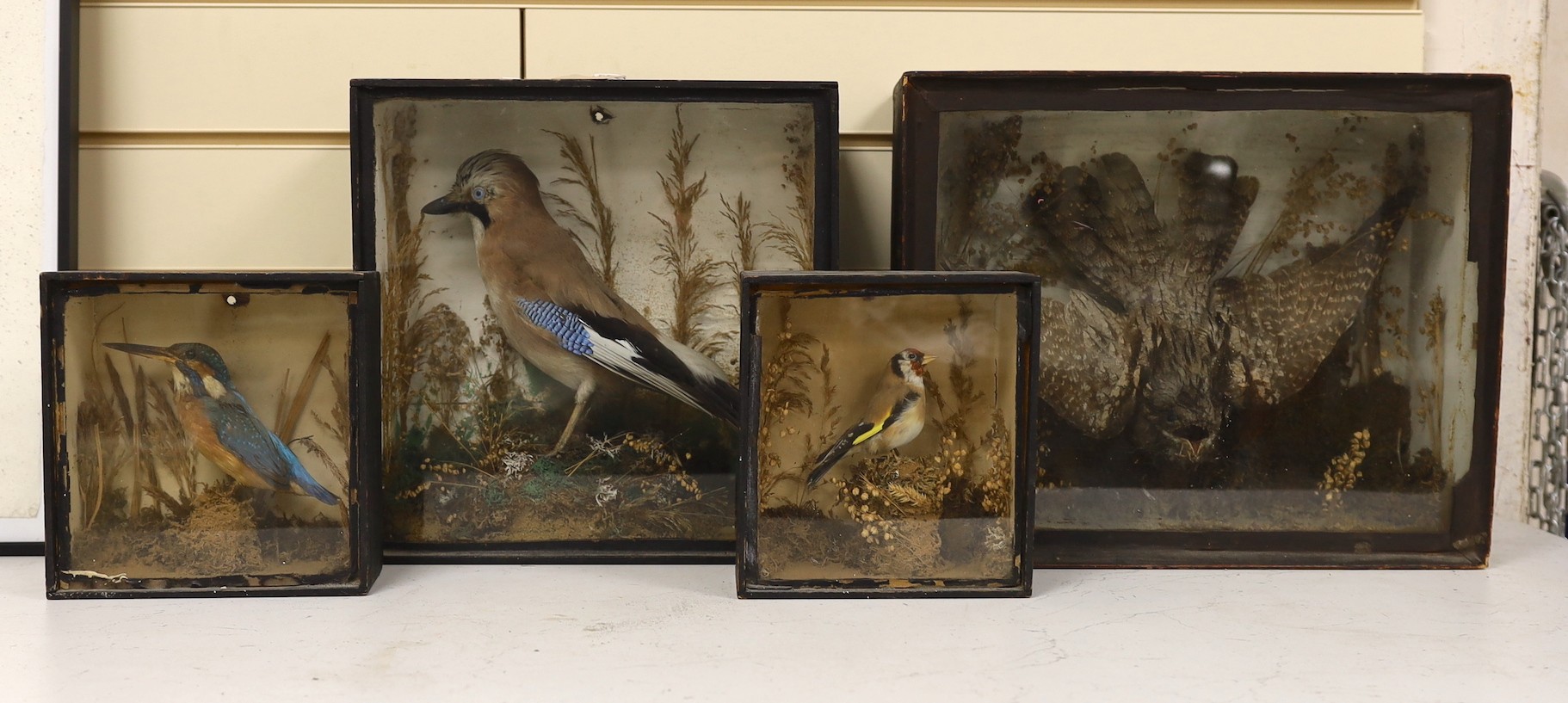 Four Edwardian taxidermy cases containing: a Nightjar, Jay, Kingfisher and Bullfinch (4), largest 39cms wide x 32cms high